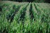 Производители кукурузы теперь могут страховать ее на льготных условиях