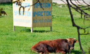 Эксперт оптимистично оценивает перспективы рынка земли.