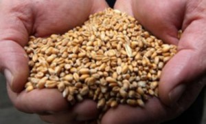 Польские фермеры подозревают, что рапс, завезенный из Украины в Польшу, производится в районе Чернобыля. Фото: AP