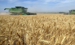 Пустеющий бюджет Украины может лишится аграрной опоры