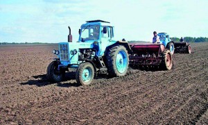 В этом году страховщикам стало страшно страховать посевы пшеницы. Фото: Украинское фото