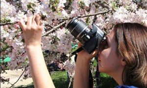 Теперь сфотографировать цветущие сады в Крыму будет сложнее