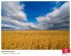 Фермеры рискуют оставить на полях урожай 